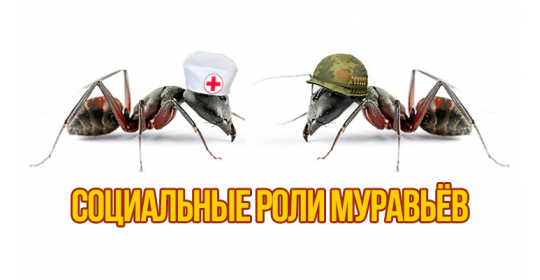 Кто в доме хозяин: социальные роли муравьев