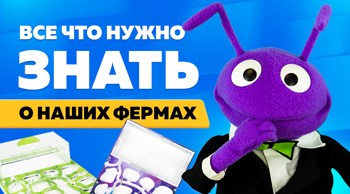 Все, что нужно знать о муравьиных фермах "Мистер Ант"